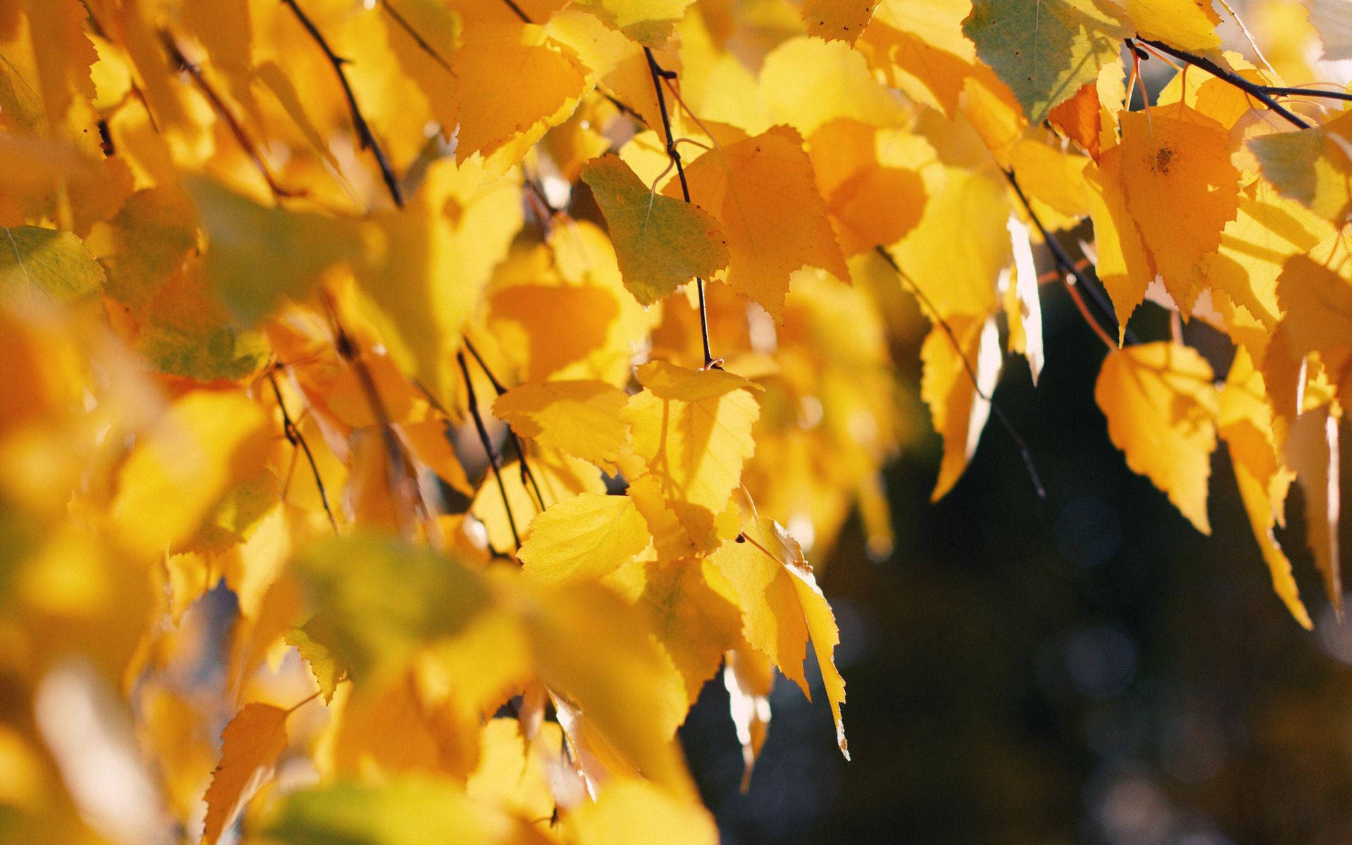 October, yellow birch leaves, golden autumn leaves, Full HD Desktop Wallpaper