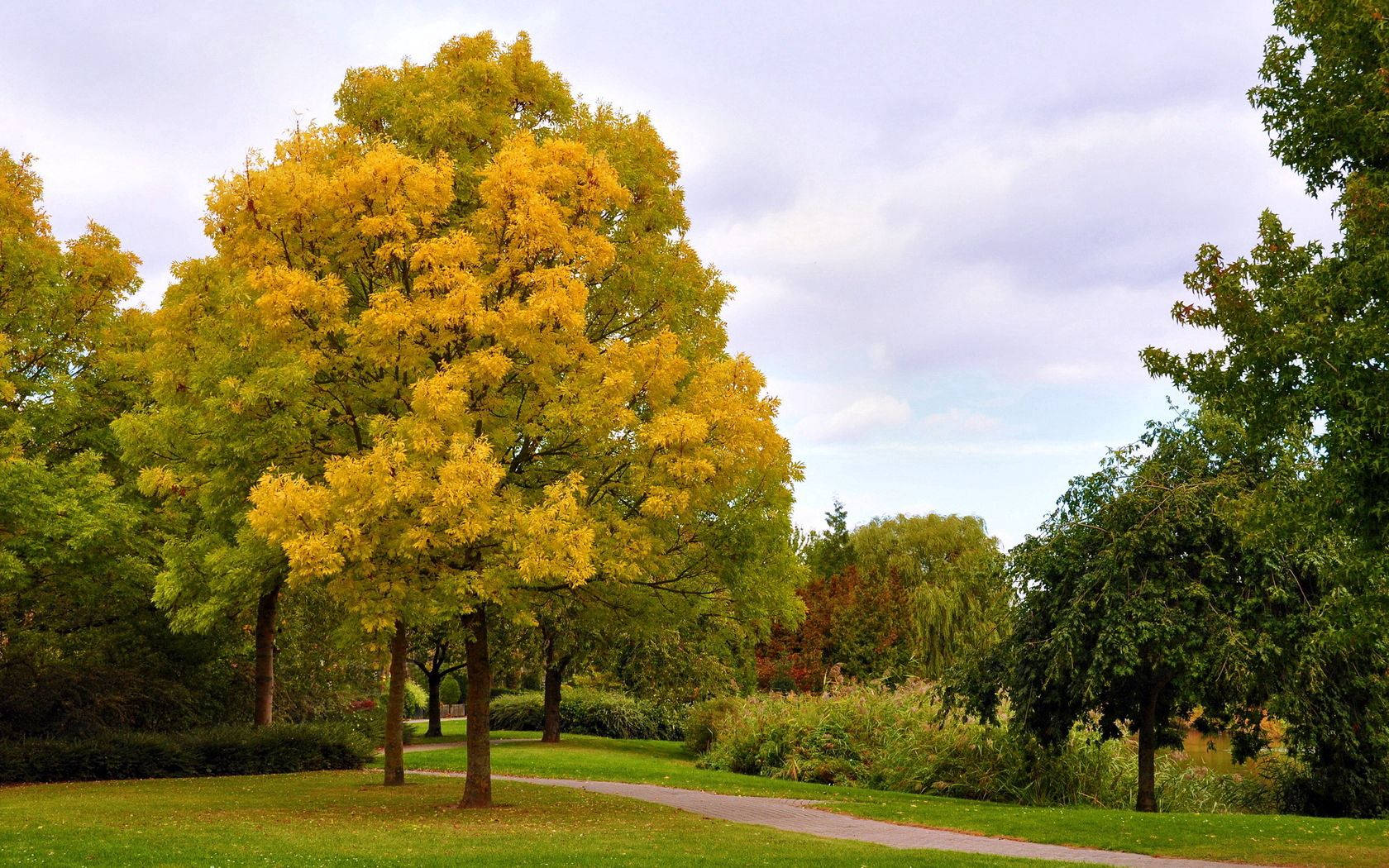 October, autumn park, vibrant yellow tree, HD Desktop Wallpaper