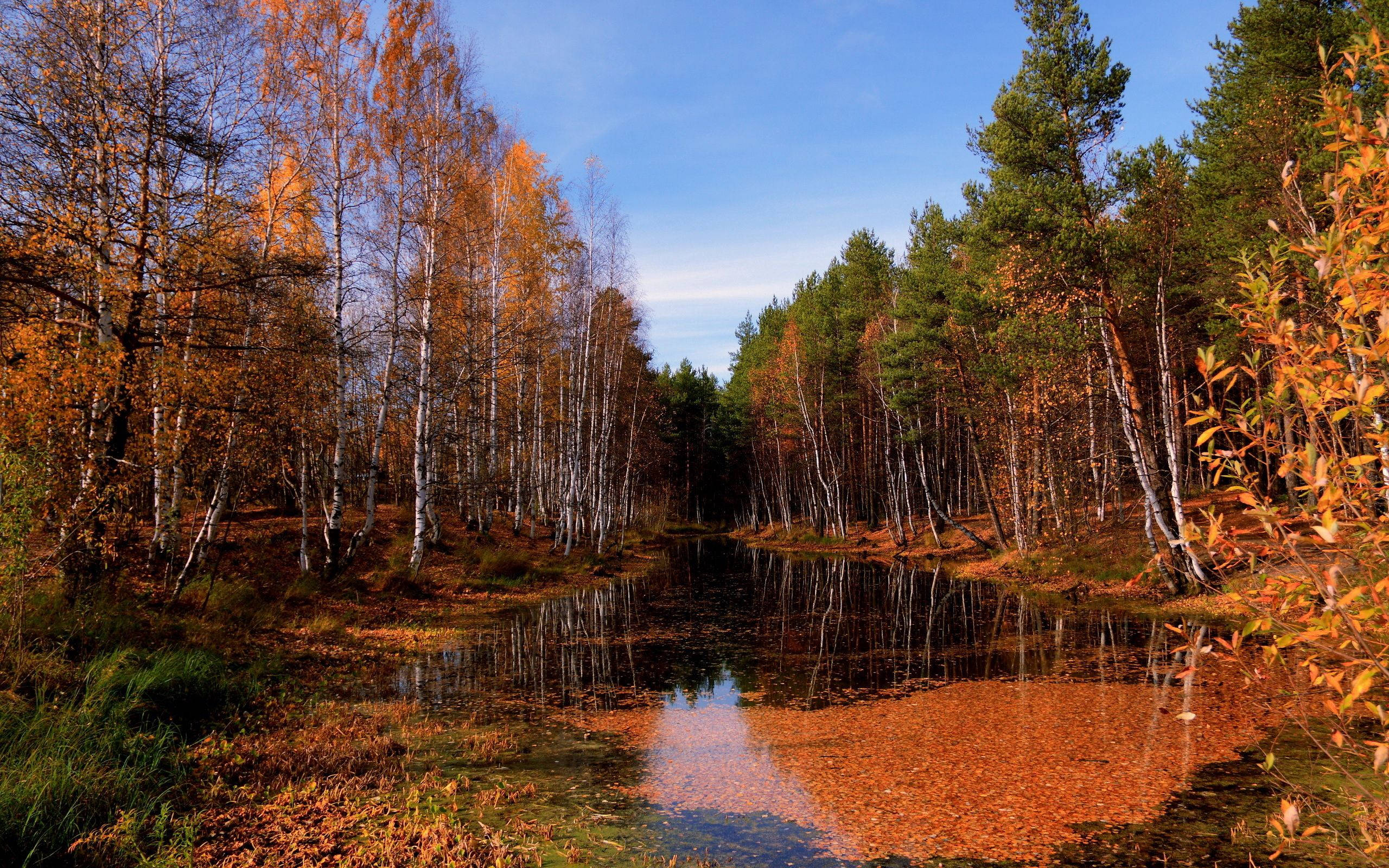 October, autumn forest, pool, 2K Desktop Wallpaper