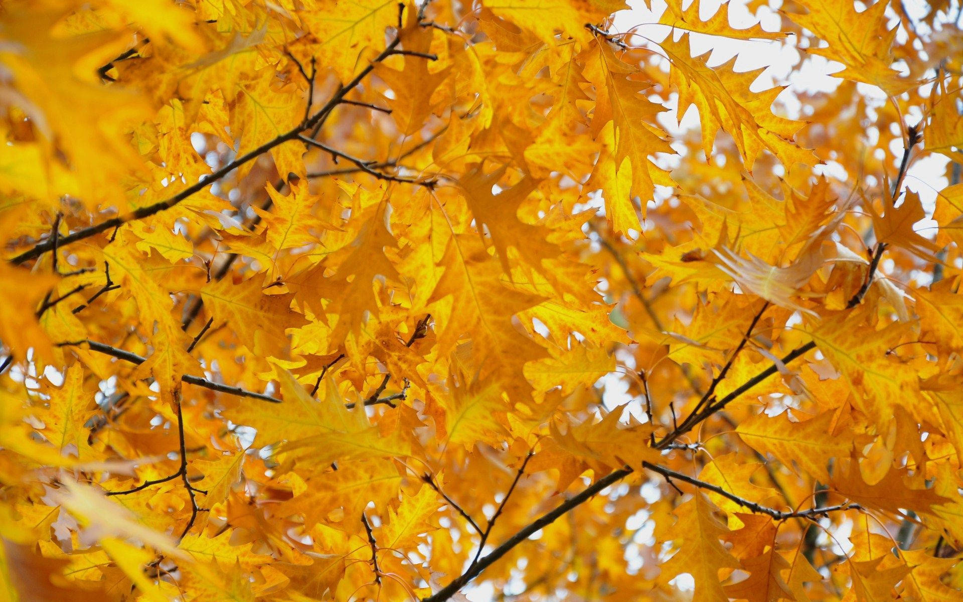 October, yellow, autumn leaves, Full HD Desktop Wallpaper
