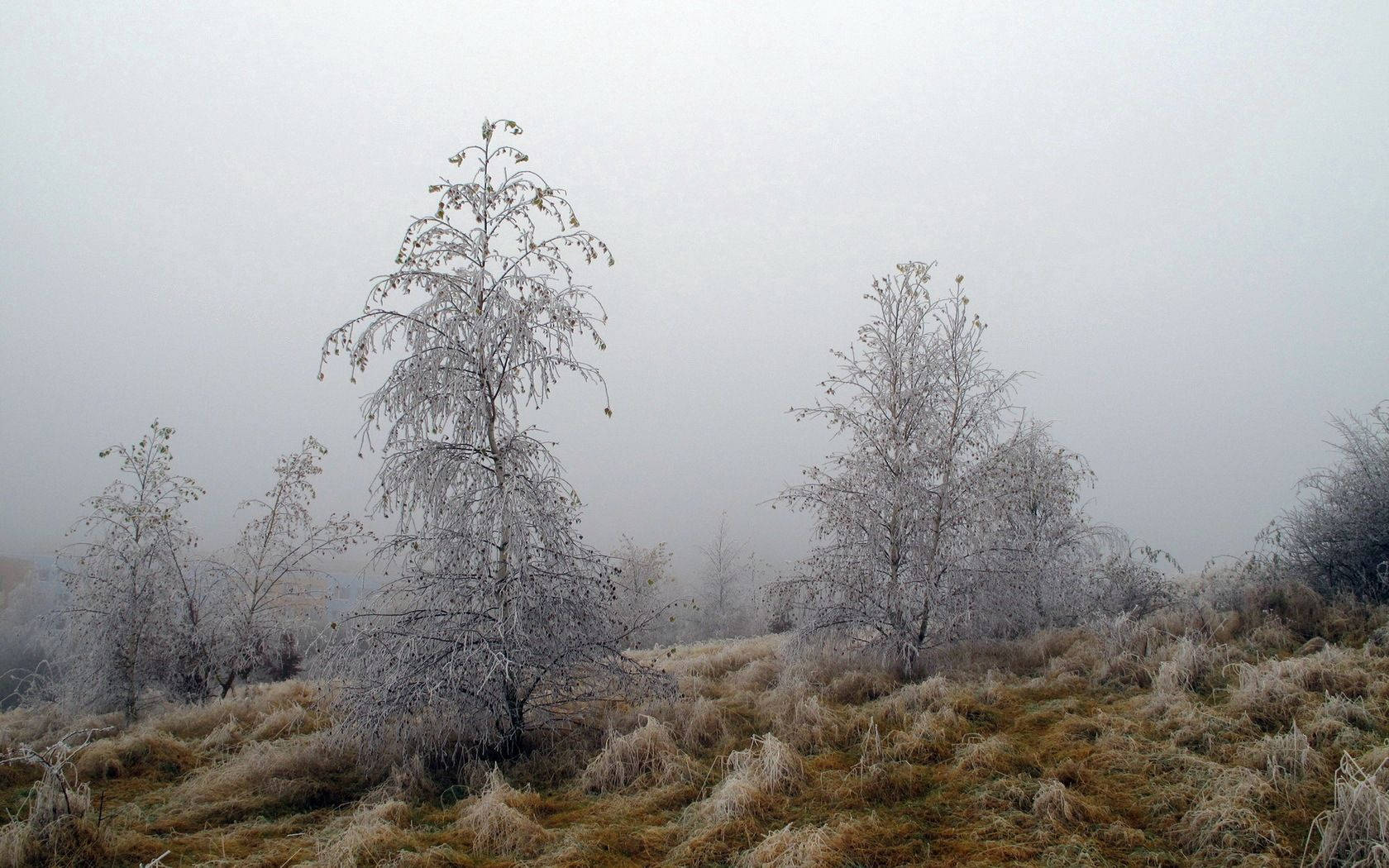 October, fog, frost, HD Desktop Wallpaper