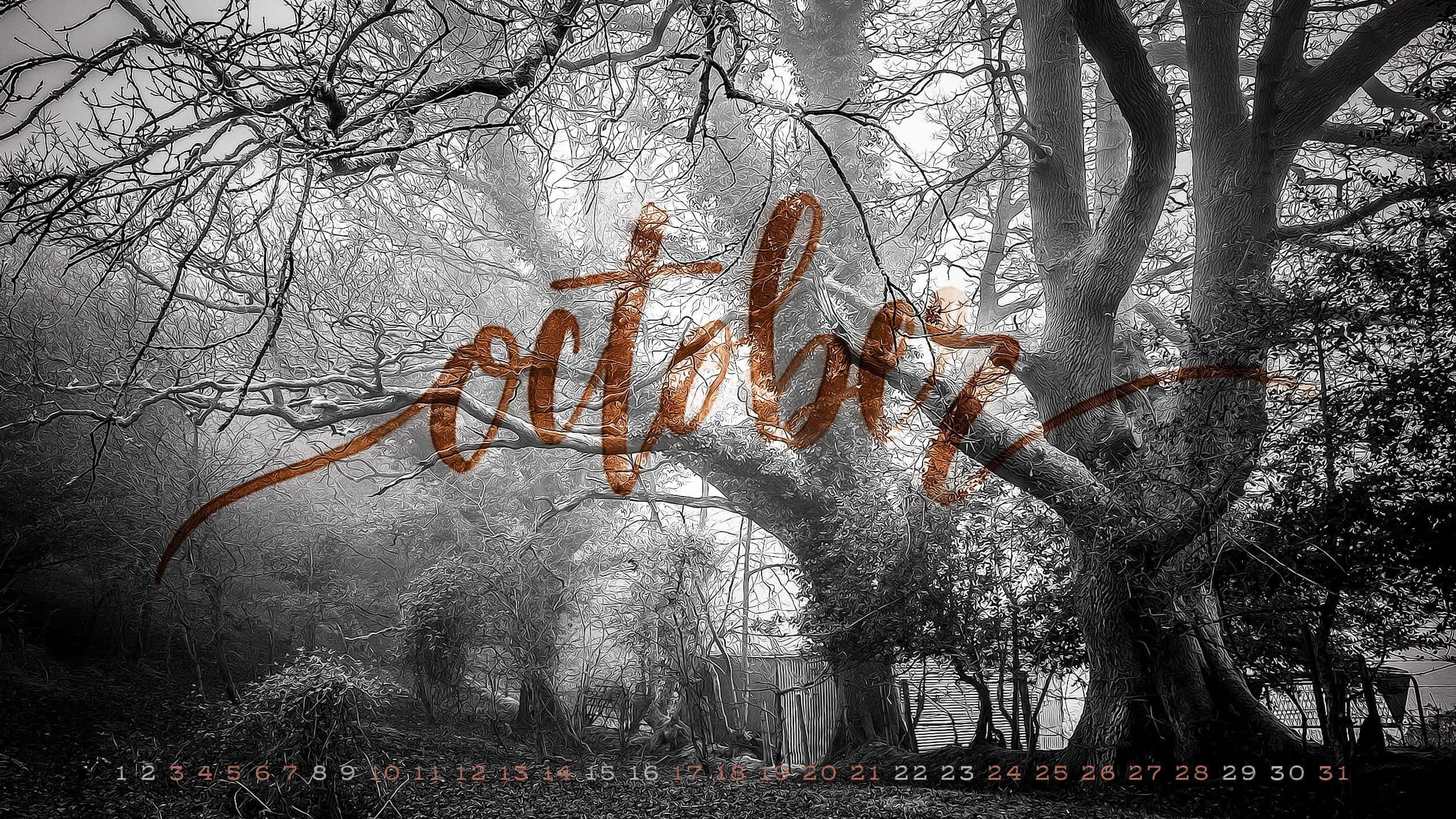 October, copper-colored, bare trees, 2K Desktop Wallpaper
