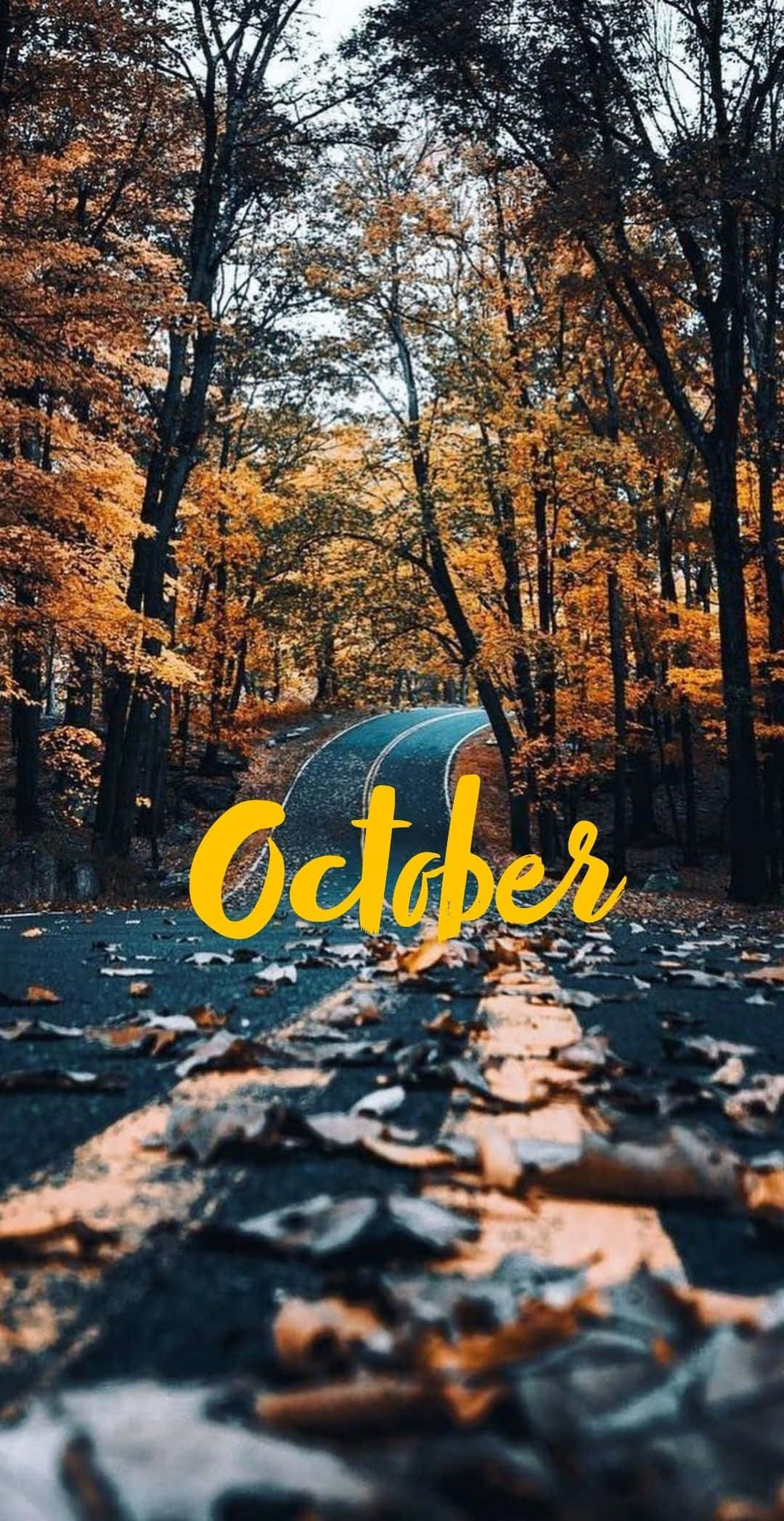 October, autumn forest, golden autumn trees, Full HD Phone Wallpaper
