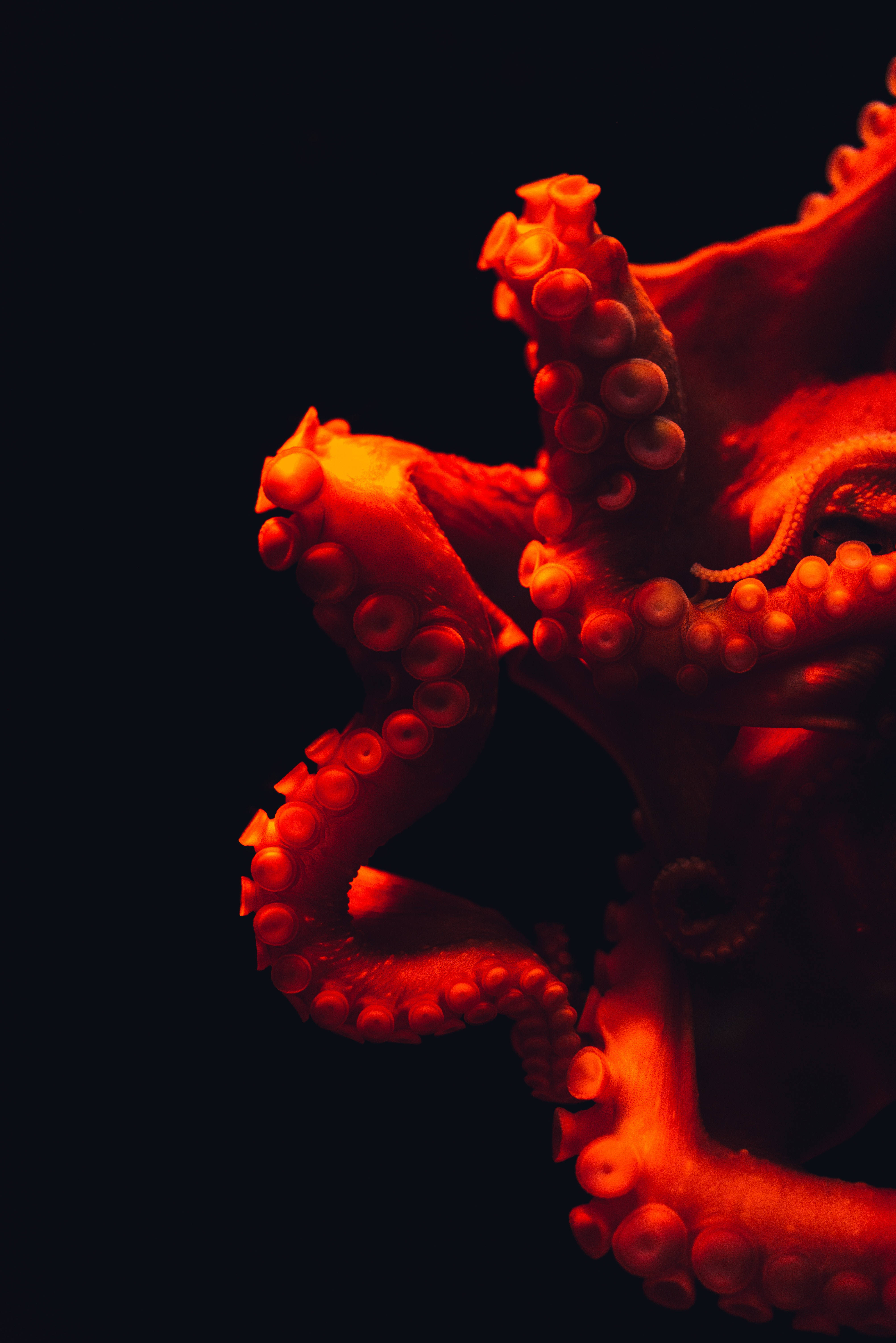underwater red octopus, glowing red octopus tentacles, suction cups, 5K Phone Wallpaper