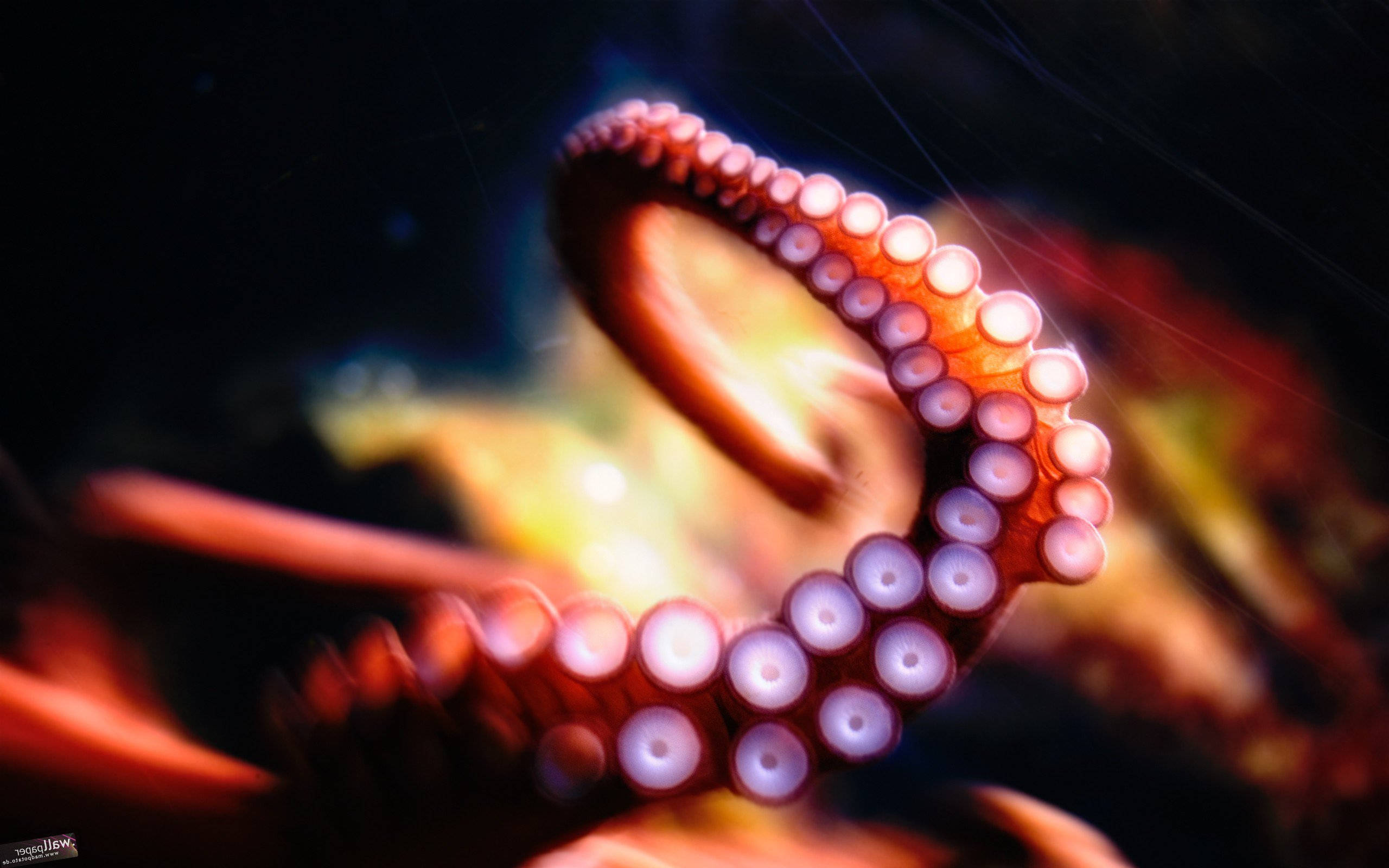 bright marigold octopus, octopus arm, vibrant red and orange hues, 2K Desktop Wallpaper