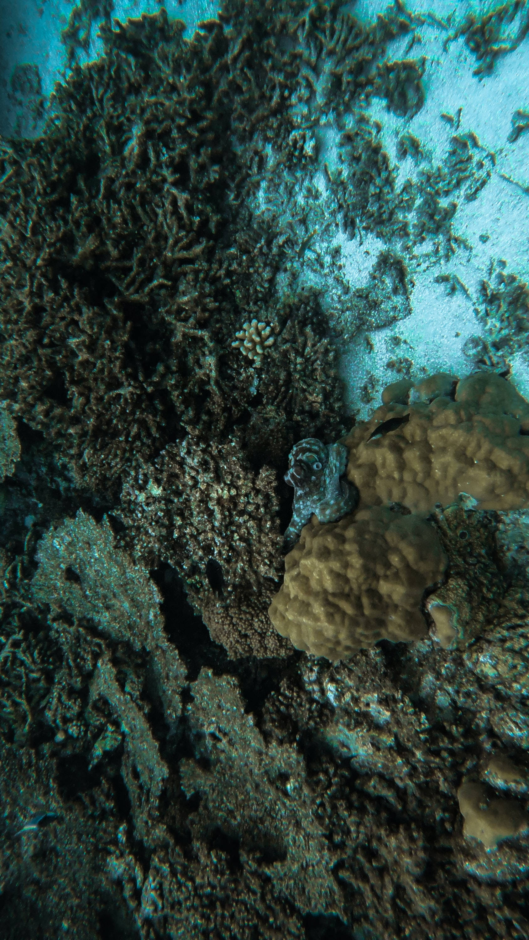 coral reefs, octopus, underwater view, 2K Phone Wallpaper