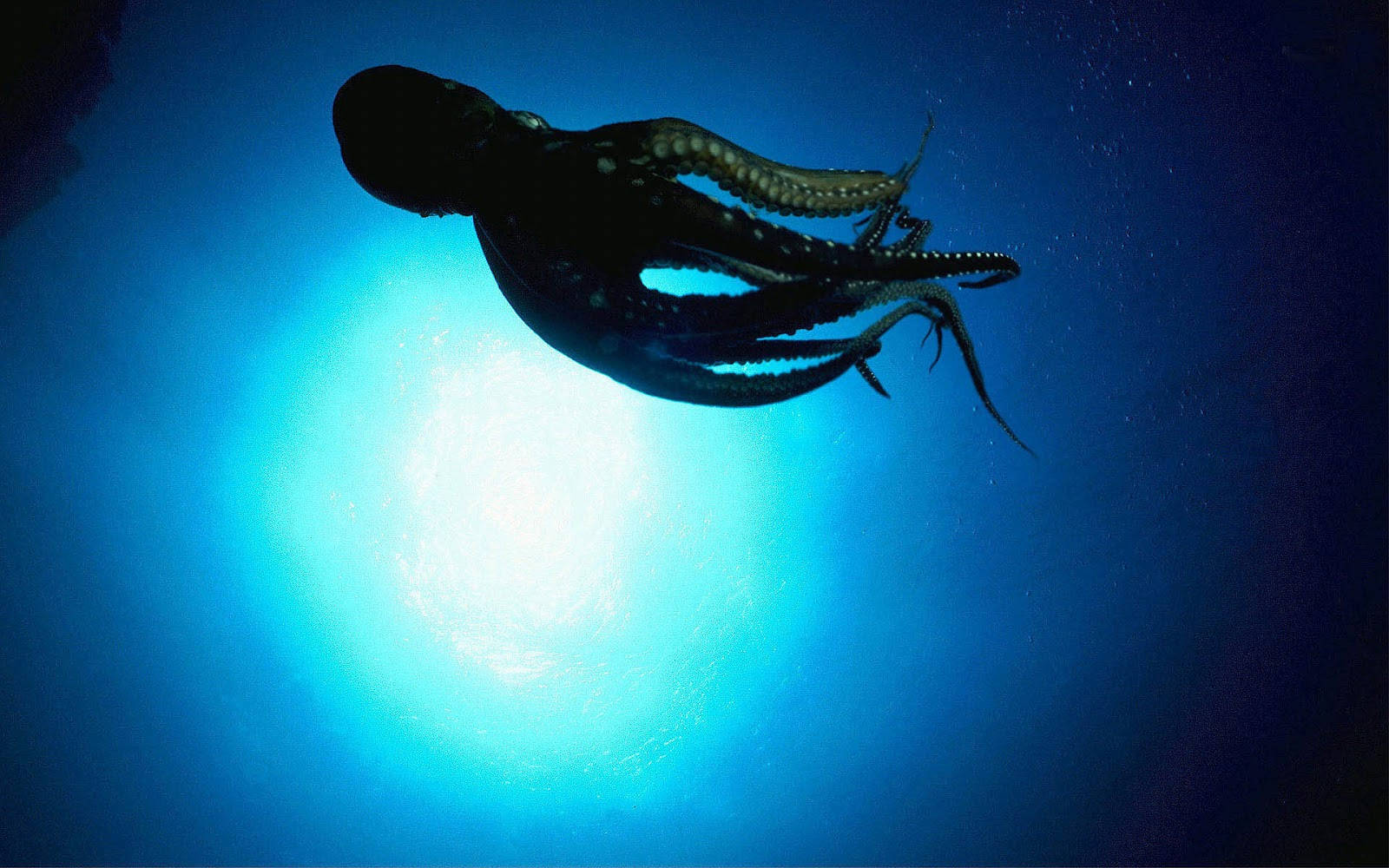 swimming octopus, deep blue ocean water, bright underwater light source, HD Desktop Wallpaper