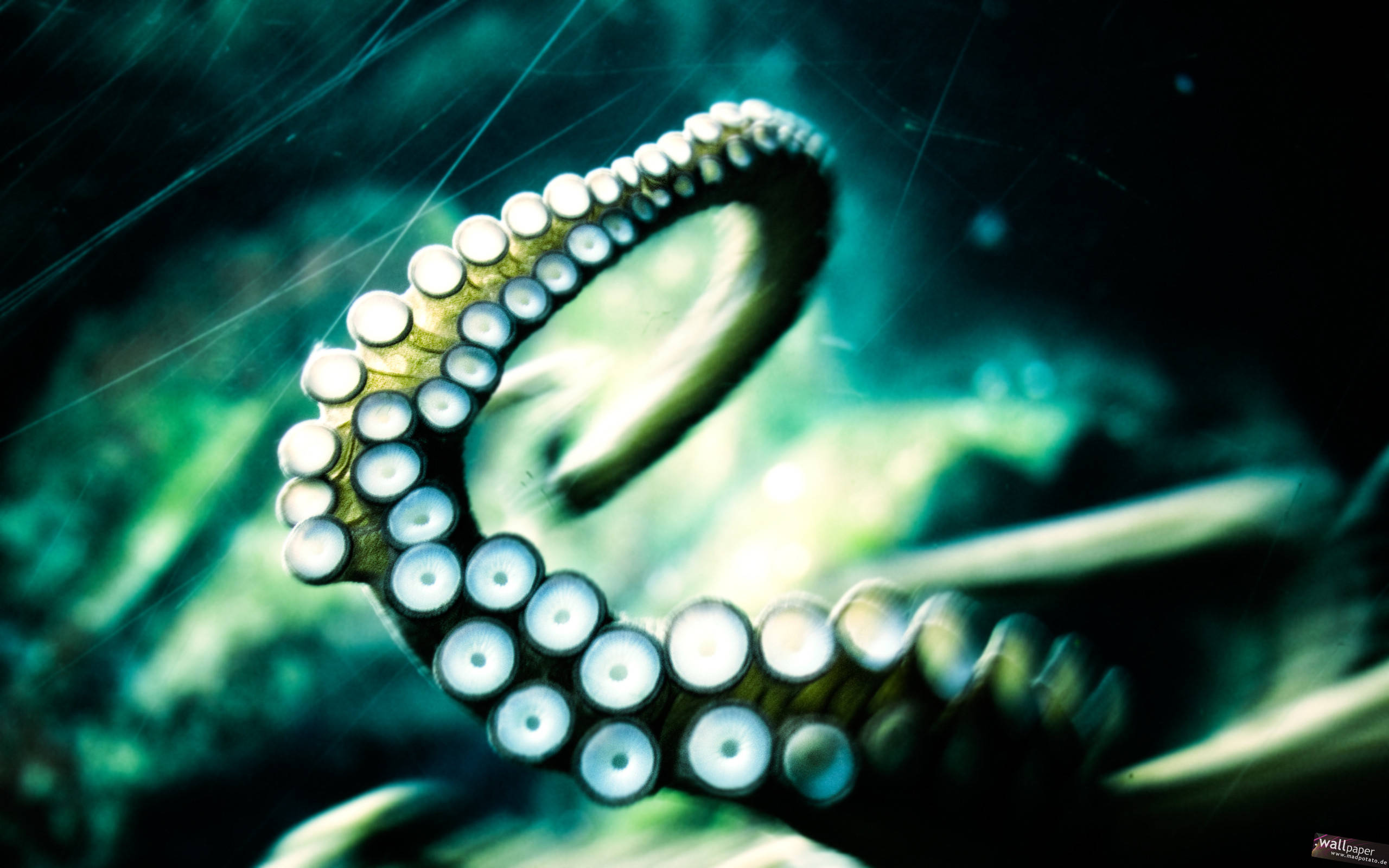 lucite green octopus, glowing suckers, dark teal underwater backdrop, 2K Desktop Wallpaper