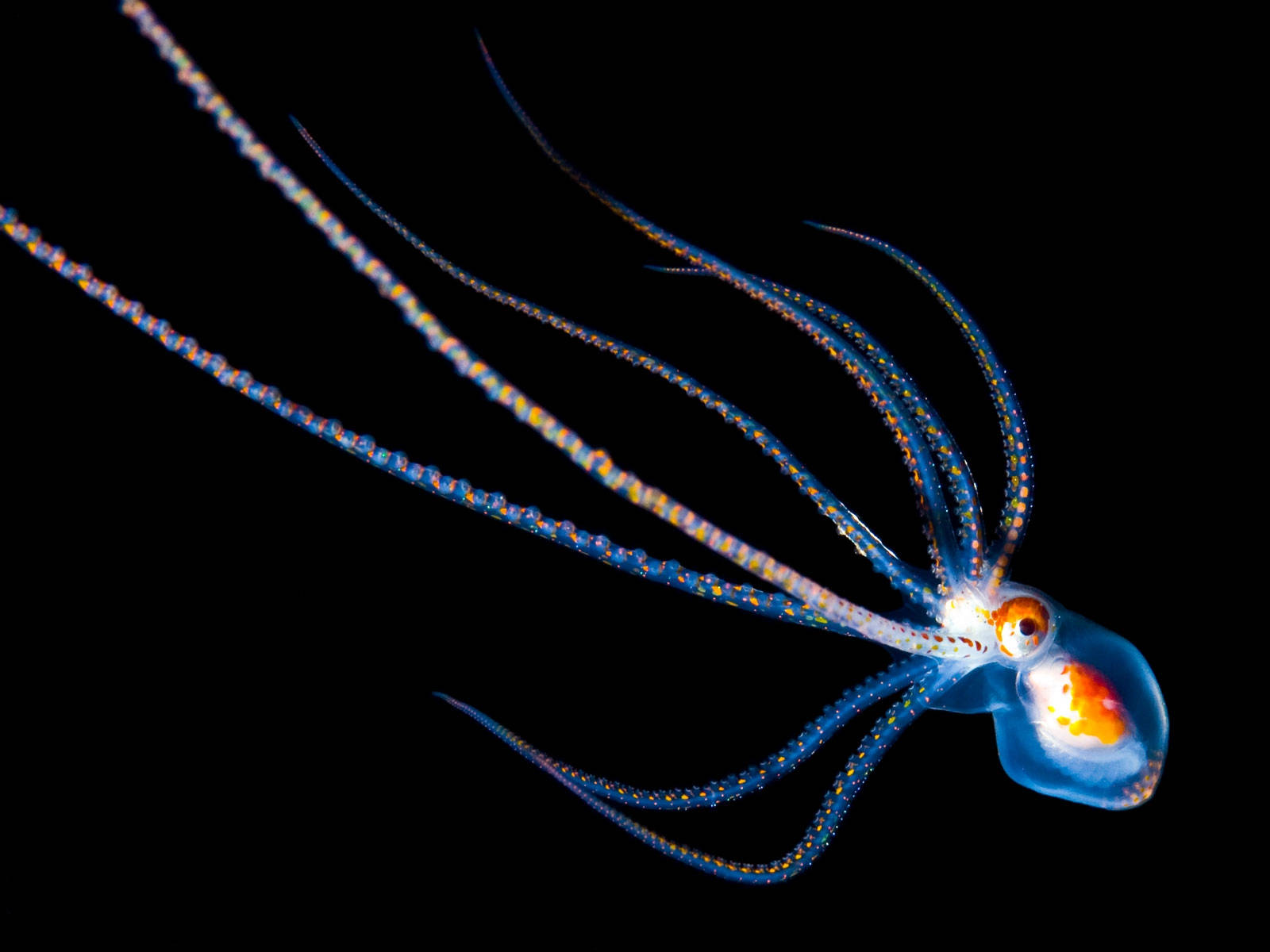 translucent blue glass squid, orange spots, pitch black void, HD Desktop Wallpaper