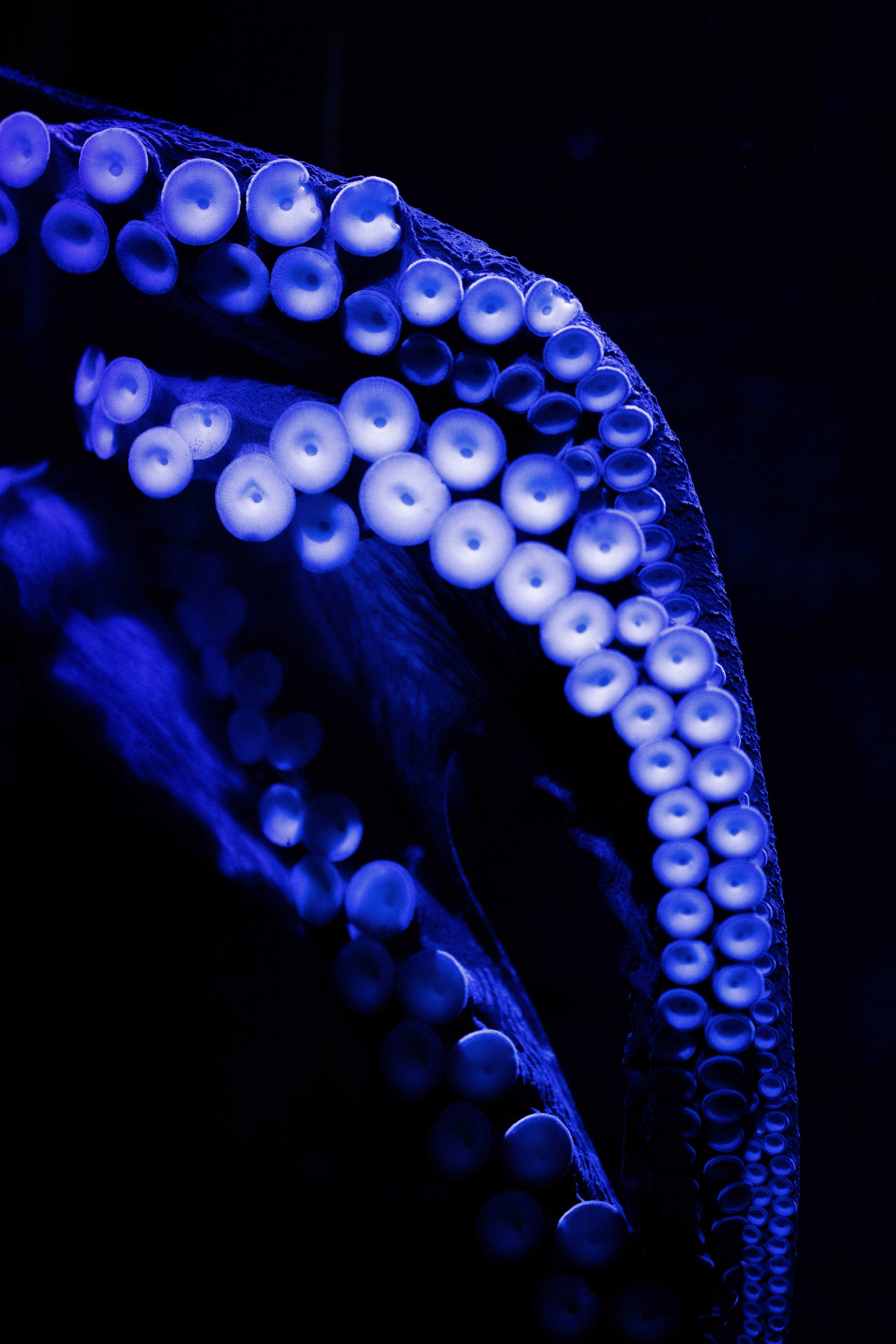 rich blue octopus, octopus arm, vibrant blue bioluminescence, 5K Phone Wallpaper