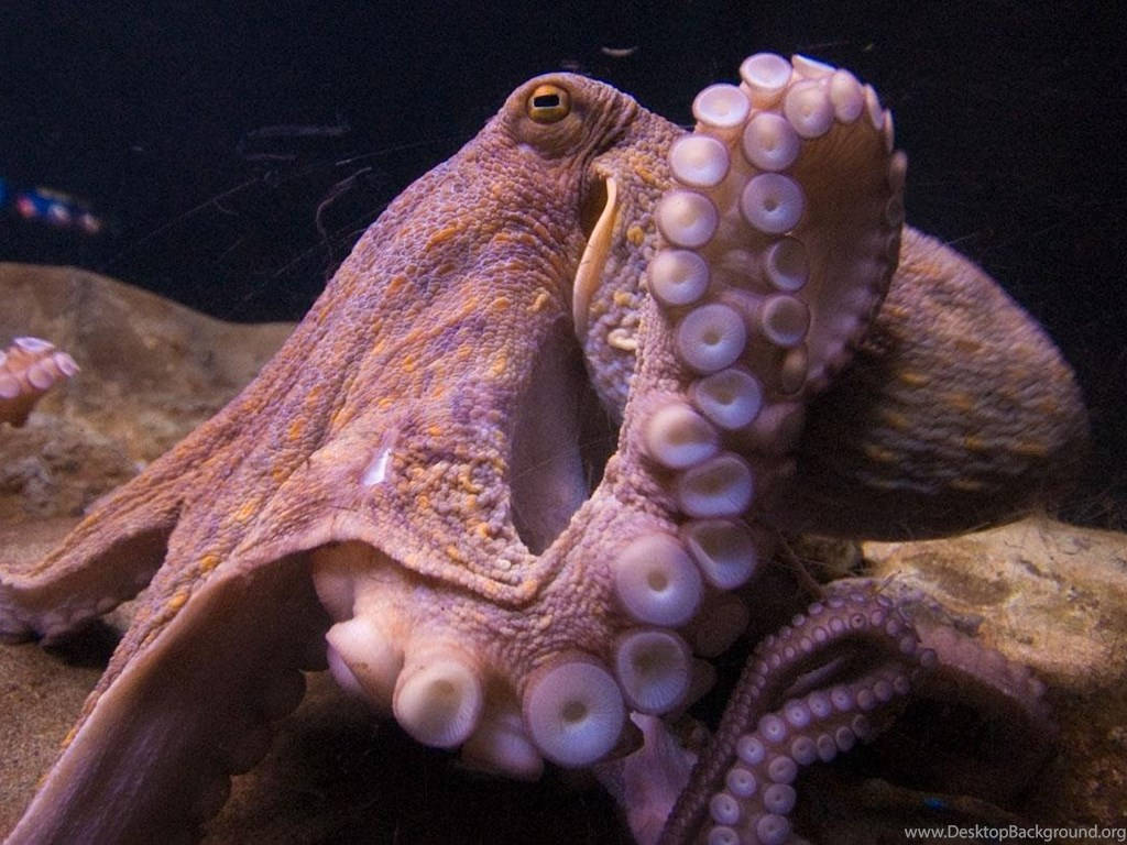 octopus, suction-cupped tentacles, rocky ocean floor, SD Desktop Wallpaper