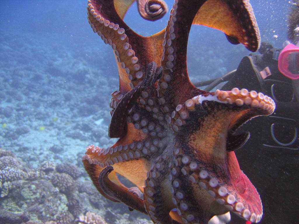 Common Octopus, orange and brown hues, coral reef, SD Desktop Wallpaper