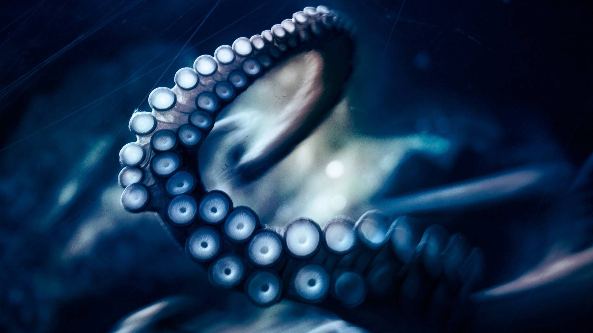nighttime blue octopus, glowing suckers, dark blue underwater backdrop, Full HD Desktop Wallpaper