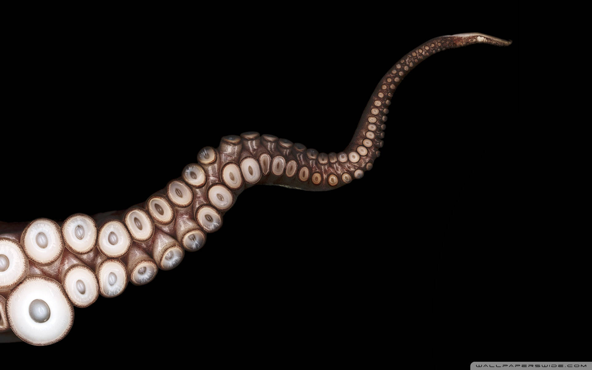 octopus tentacle, suction cups, black background, Full HD Desktop Wallpaper