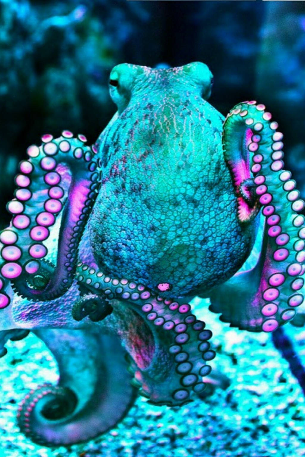 aquamarine, neon violet, glowing pink suckers, HD Phone Wallpaper