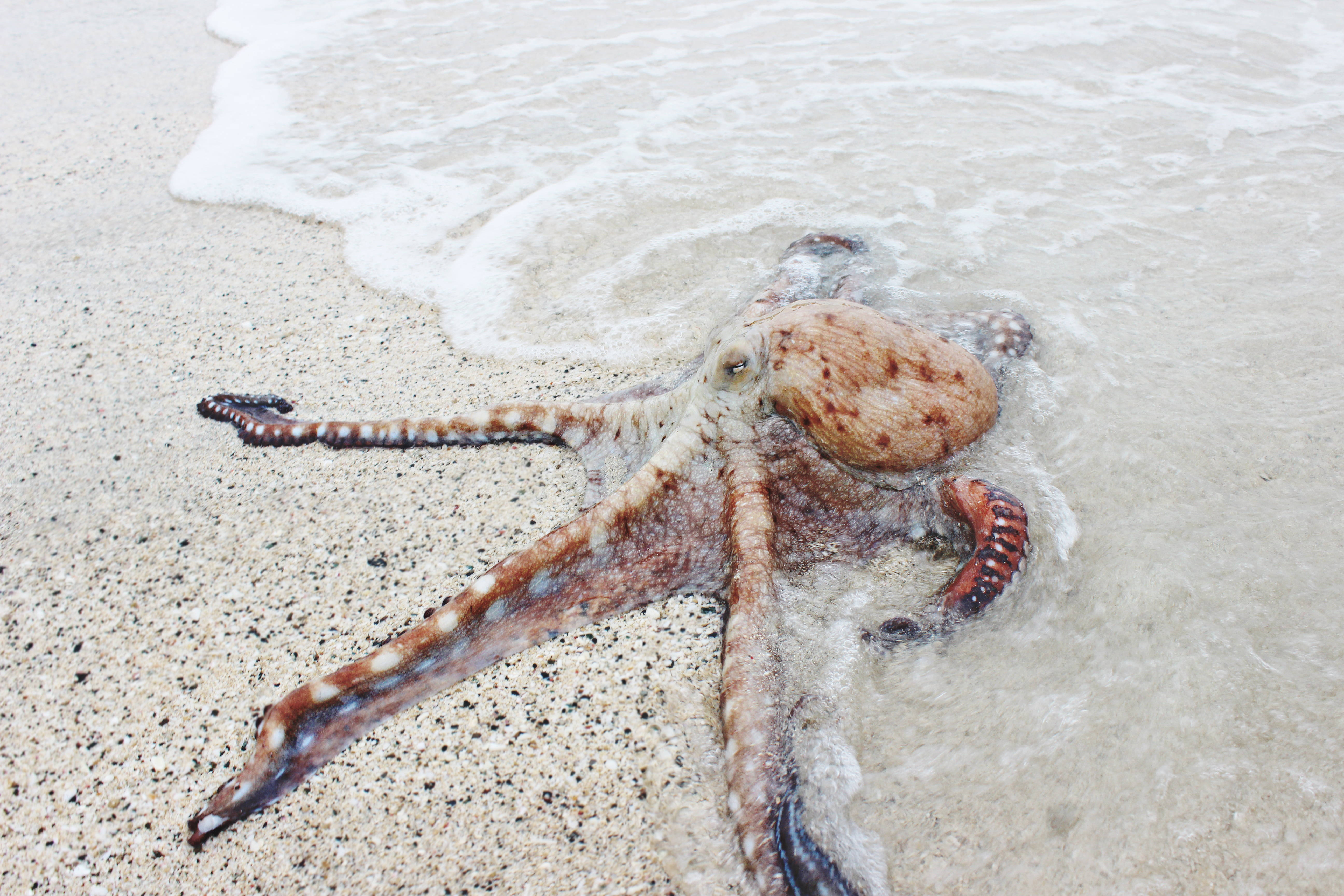 octopus, beach shore, wet sand, 5K Desktop Wallpaper