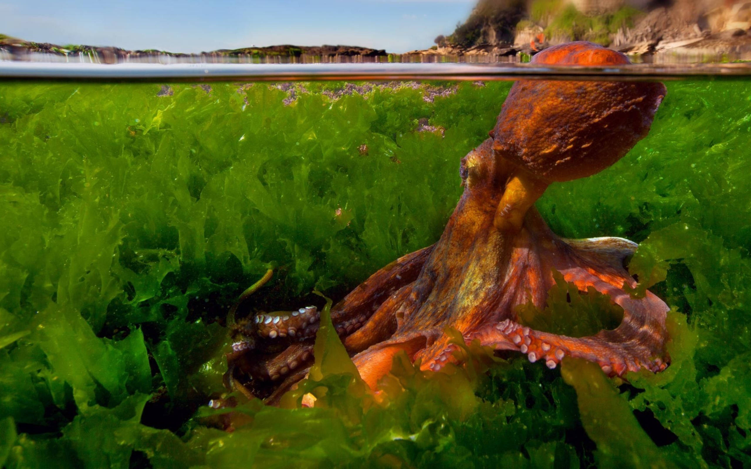 octopus, reddish skin, vibrant green seaweed, 2K Desktop Wallpaper