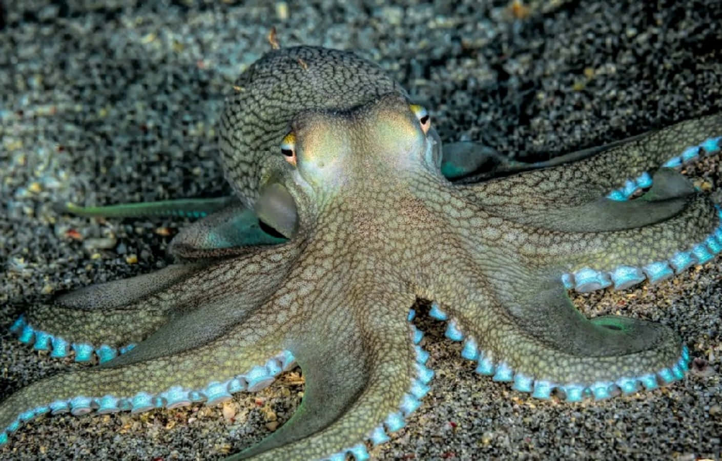 octopus, dark sand, glowing blue suckers, HD Desktop Wallpaper