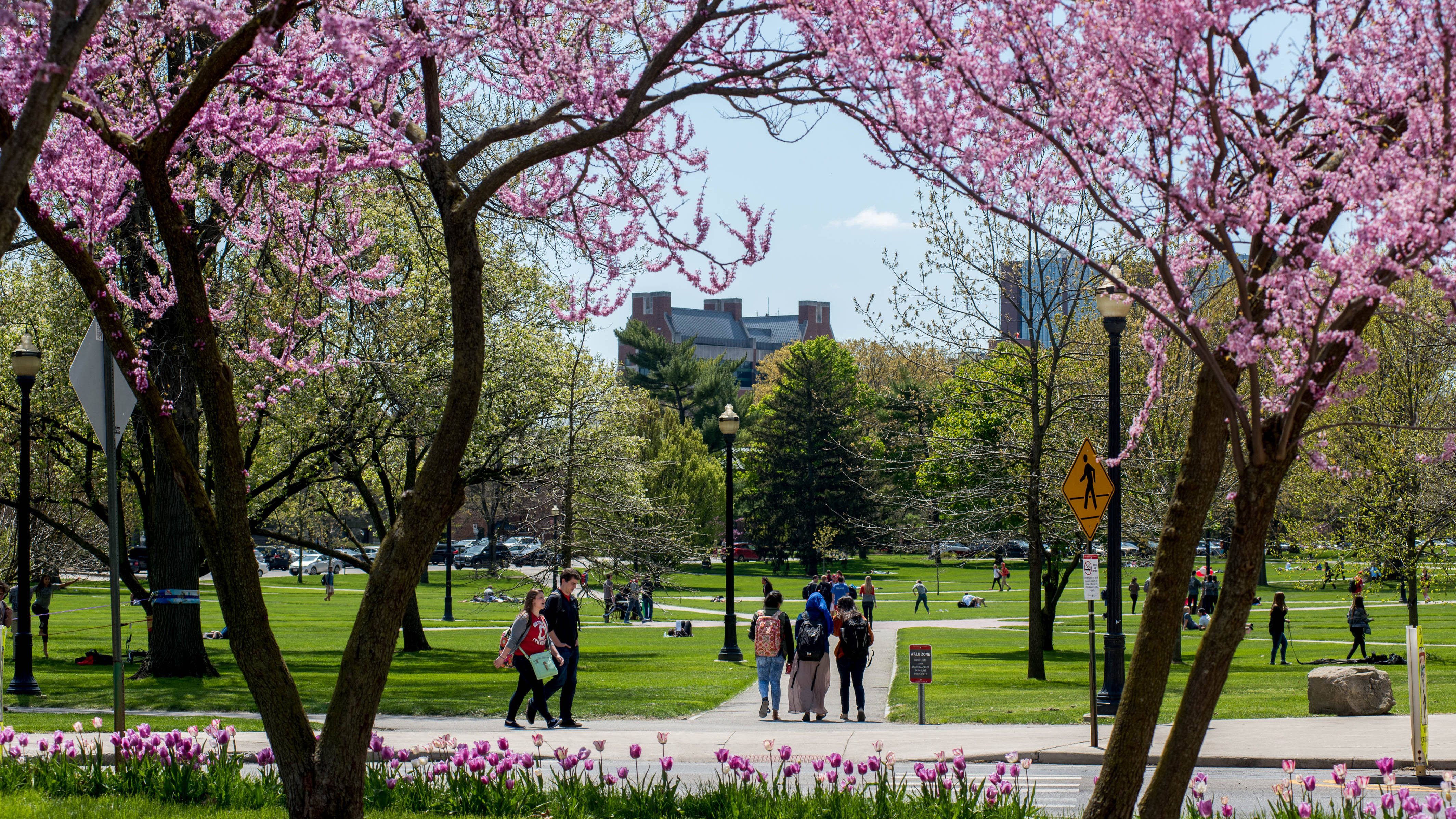 Ohio State University, pink cherry blossoms, sunny park scene, 4K Desktop Wallpaper