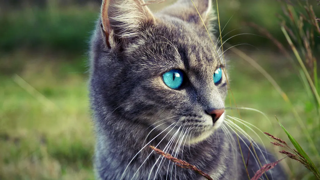 Ojos Azules Cat