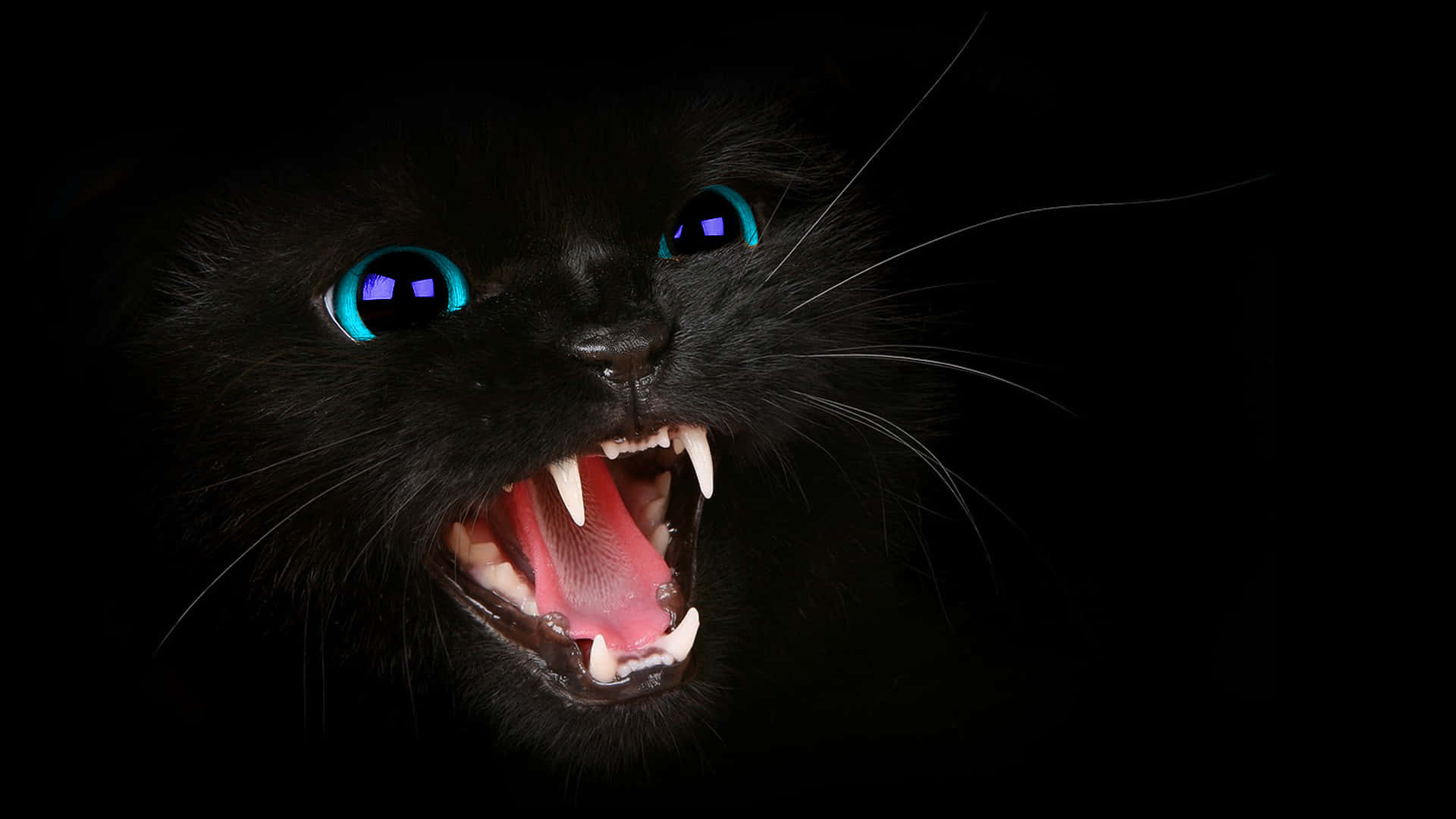 blue cat eyes, angry feline, black cat, Full HD Desktop Wallpaper