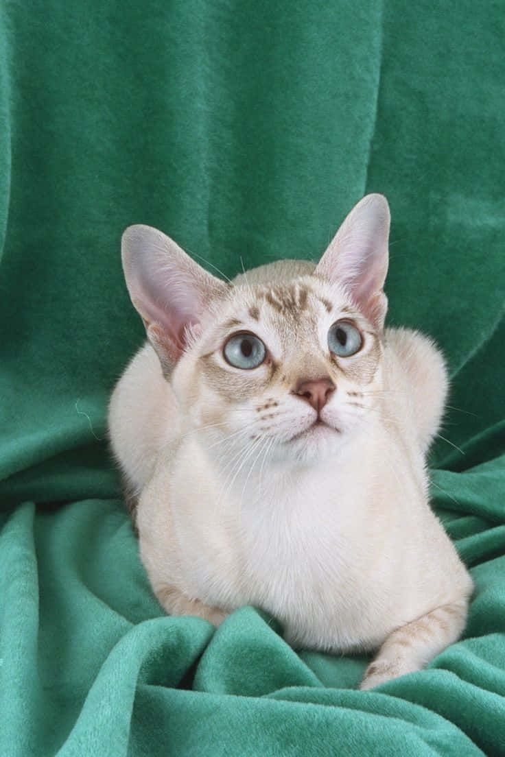 Tonkinese cat, cream-colored, striking blue eyes, SD Phone Wallpaper