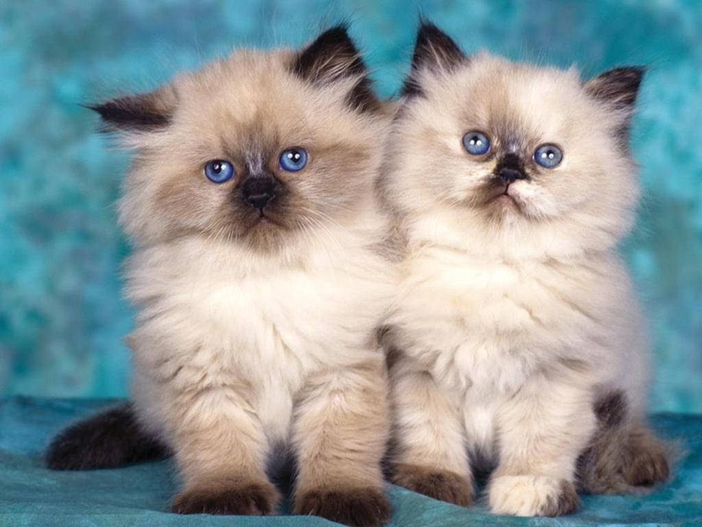 ragdoll kittens, blue eyes, teal fabric, SD Desktop Wallpaper