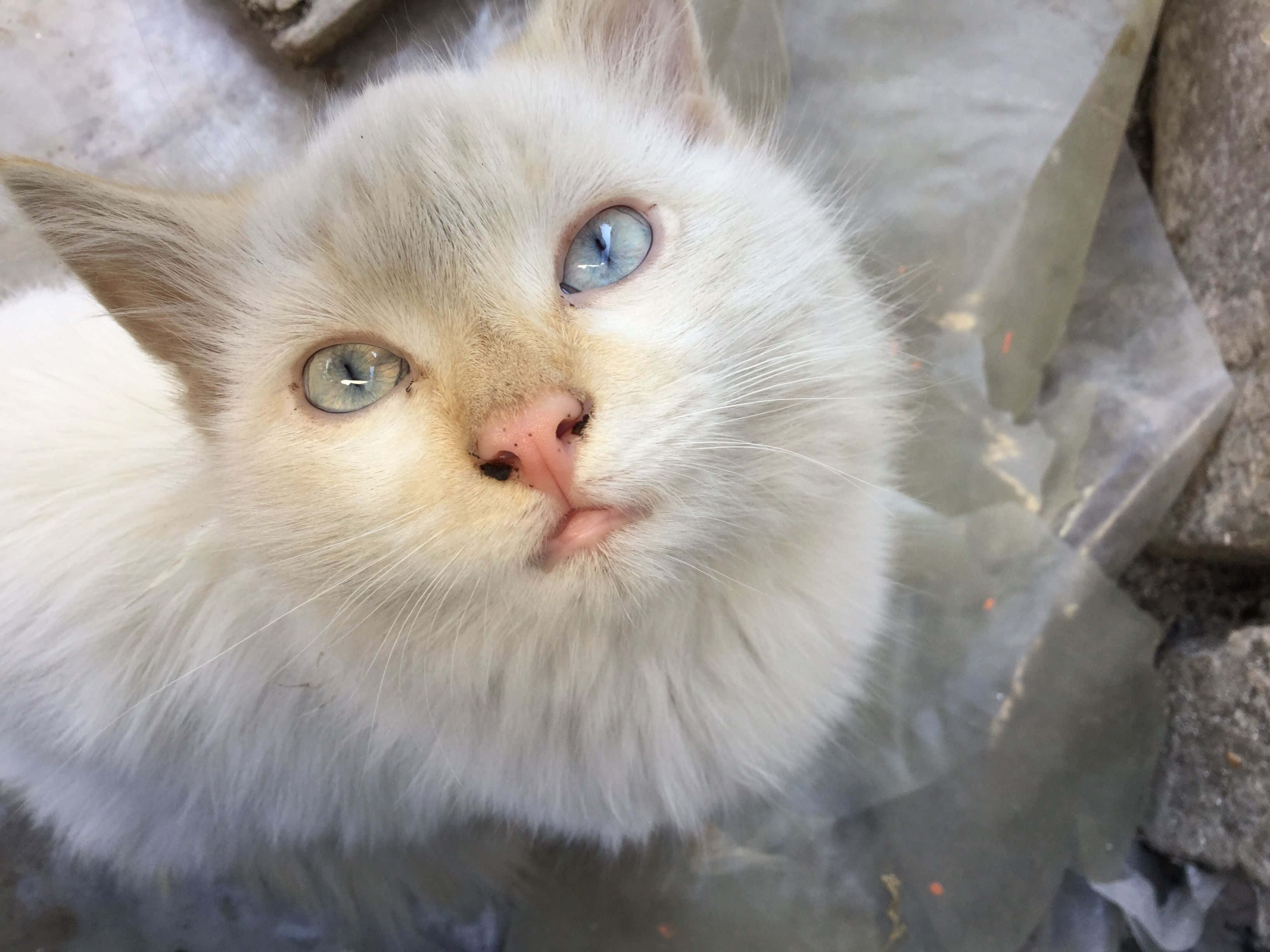 Ojos Azules Cat, blue eyes, sunlight, 2K Desktop Wallpaper