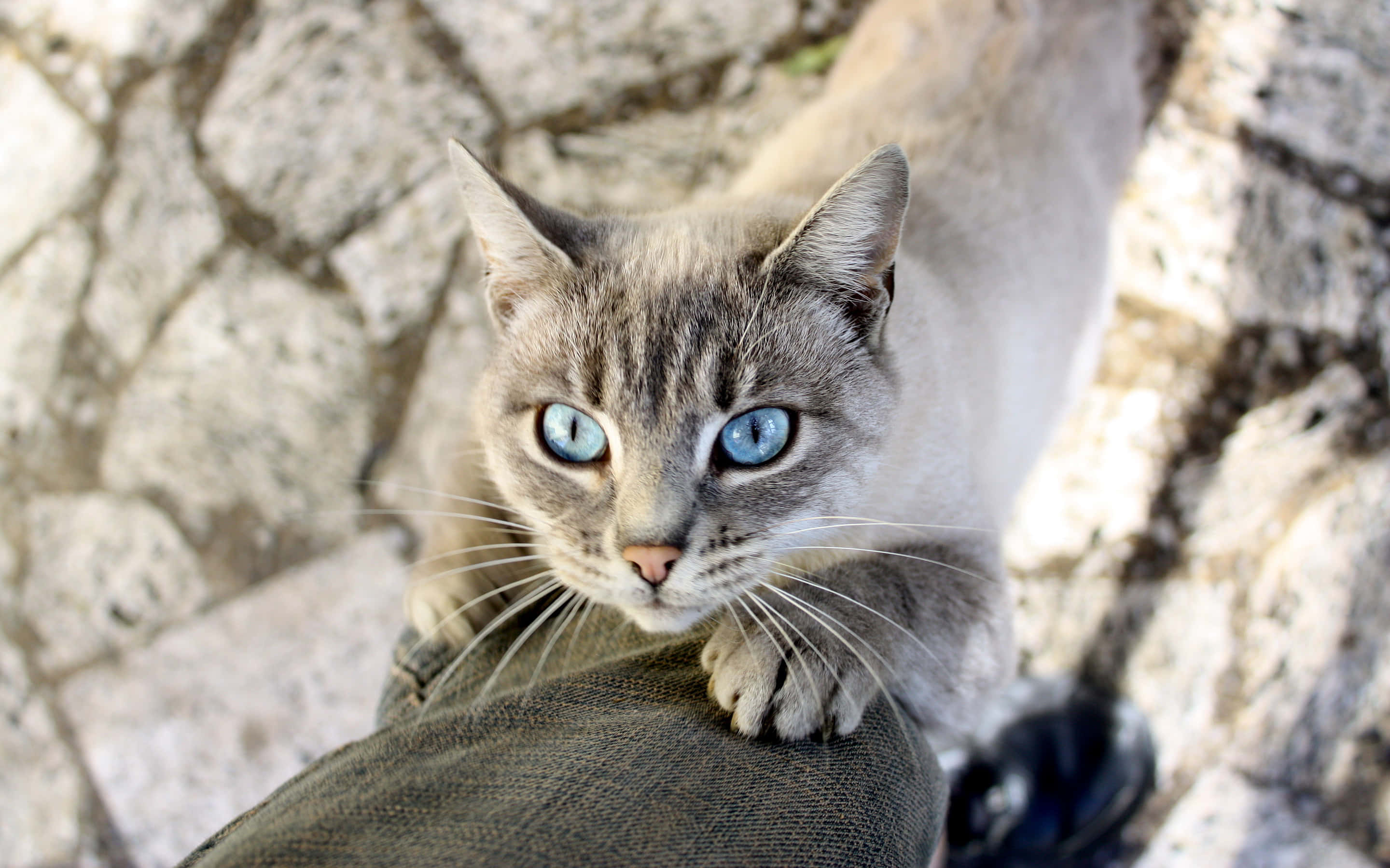 Ojos Azules Cat, gray cat, striking blue eyes, 2K Desktop Wallpaper