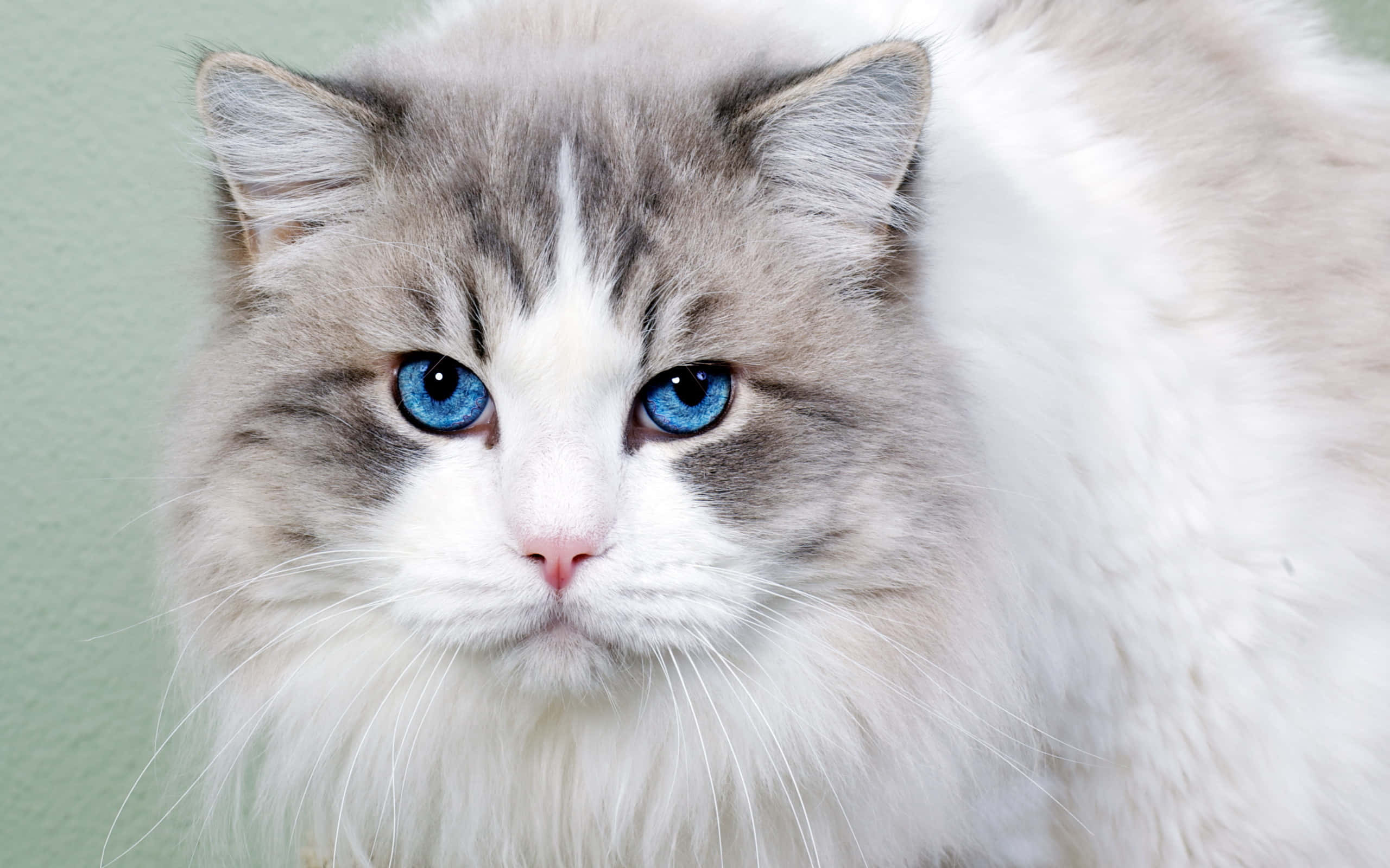 Ojos Azules Cat, blue eyes, gray-white fur, 2K Desktop Wallpaper