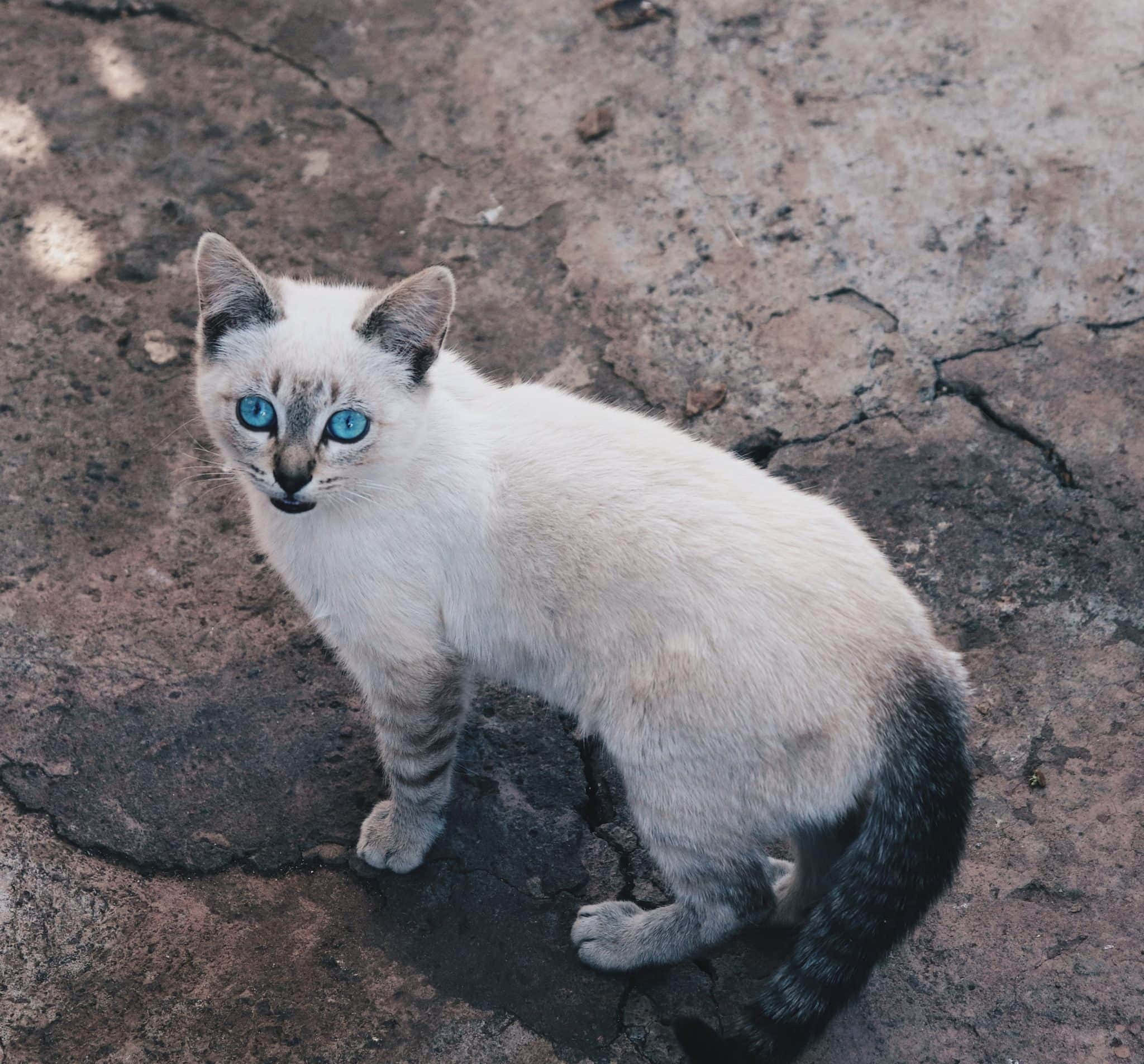 Ojos Azules Cat, siamese kitten, vivid blue eyes, Full HD Desktop Wallpaper