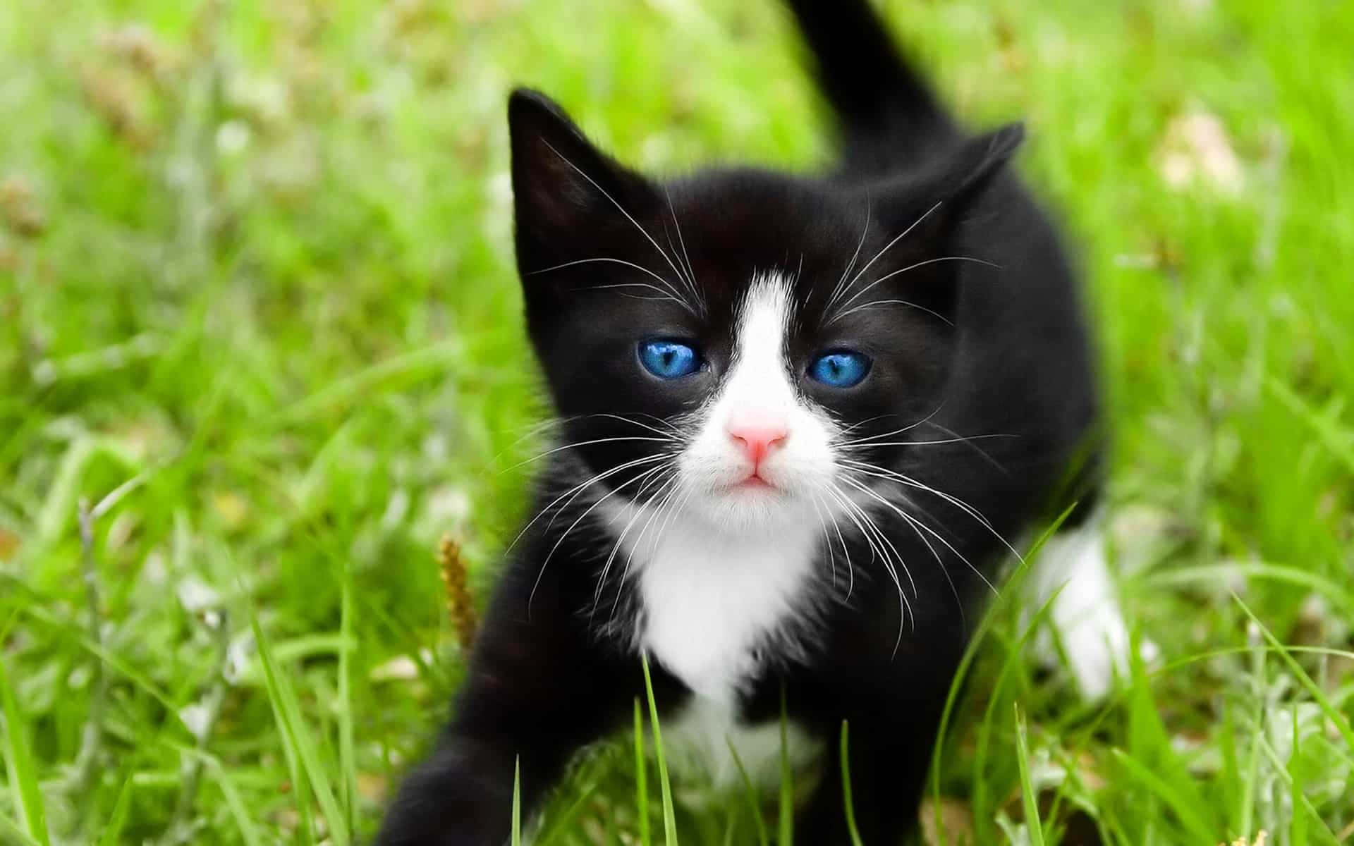 Ojos Azules Cat, black and white kitten, striking blue eyes, Full HD Desktop Wallpaper