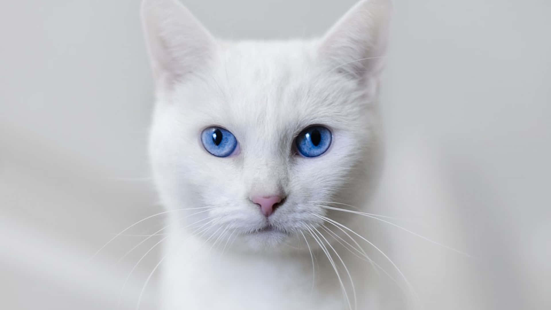 Ojos Azules Cat, 1920 x 1080, white cat, Full HD Desktop Wallpaper
