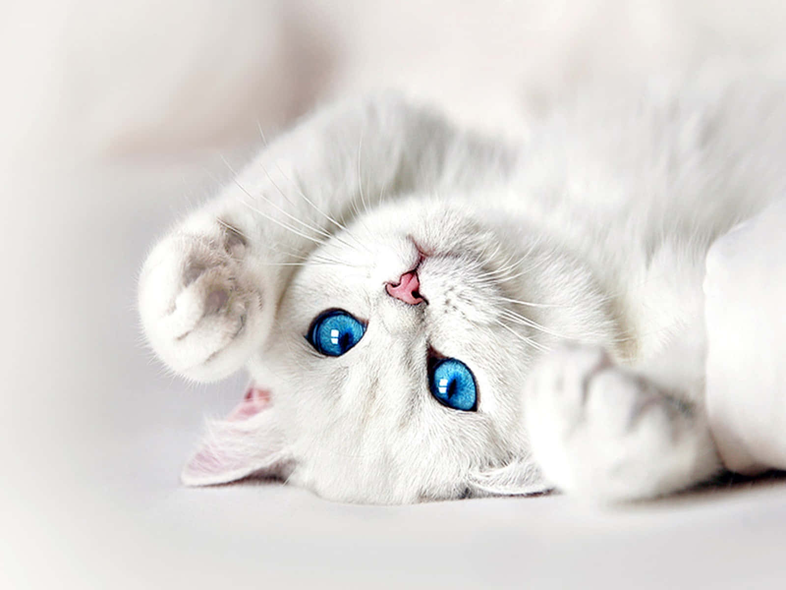 Ojos Azules Cat, fluffy white cat, striking blue eyes, HD Desktop Wallpaper