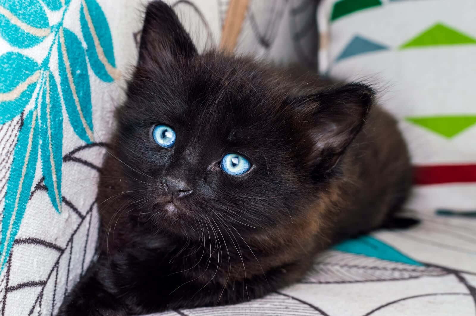 Ojos Azules cat, fluffy black kitten, striking blue eyes, HD Desktop Wallpaper