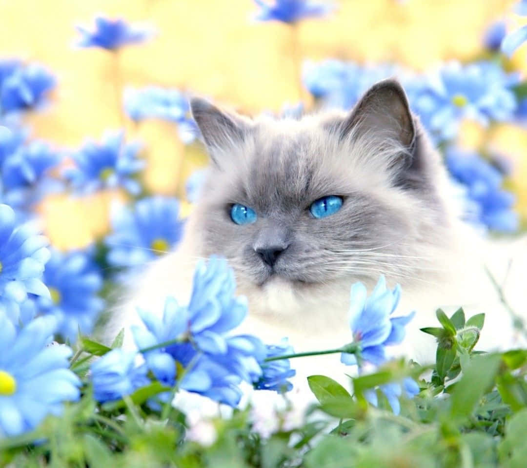 Ojos Azules Cat, blue-eyed, fluffy grey and white fur, SD Desktop Wallpaper