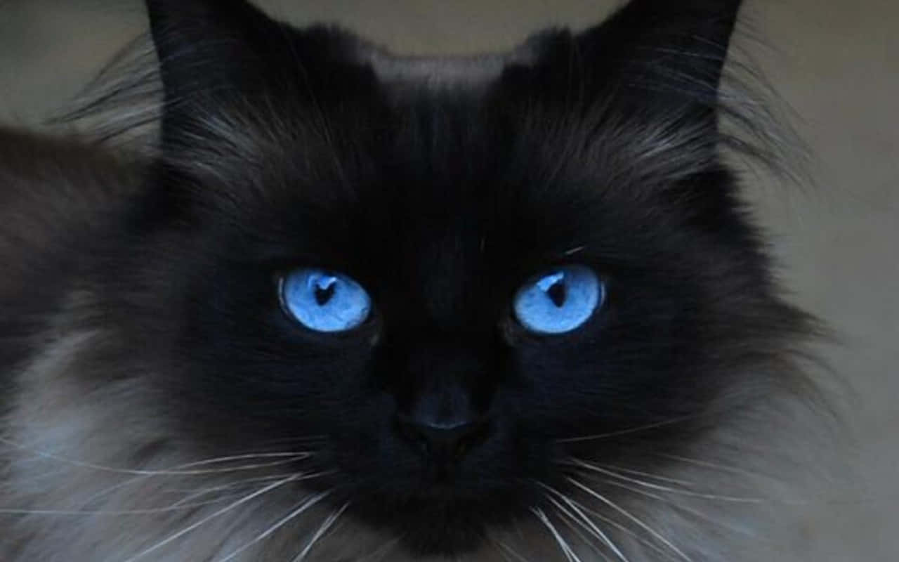 Ojos Azules Cat, fluffy black cat, piercing bright blue eyes, HD Desktop Wallpaper