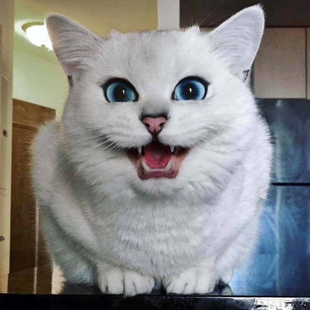 Ojos Azules Cat, white cat, wide blue eyes, SD Desktop Wallpaper