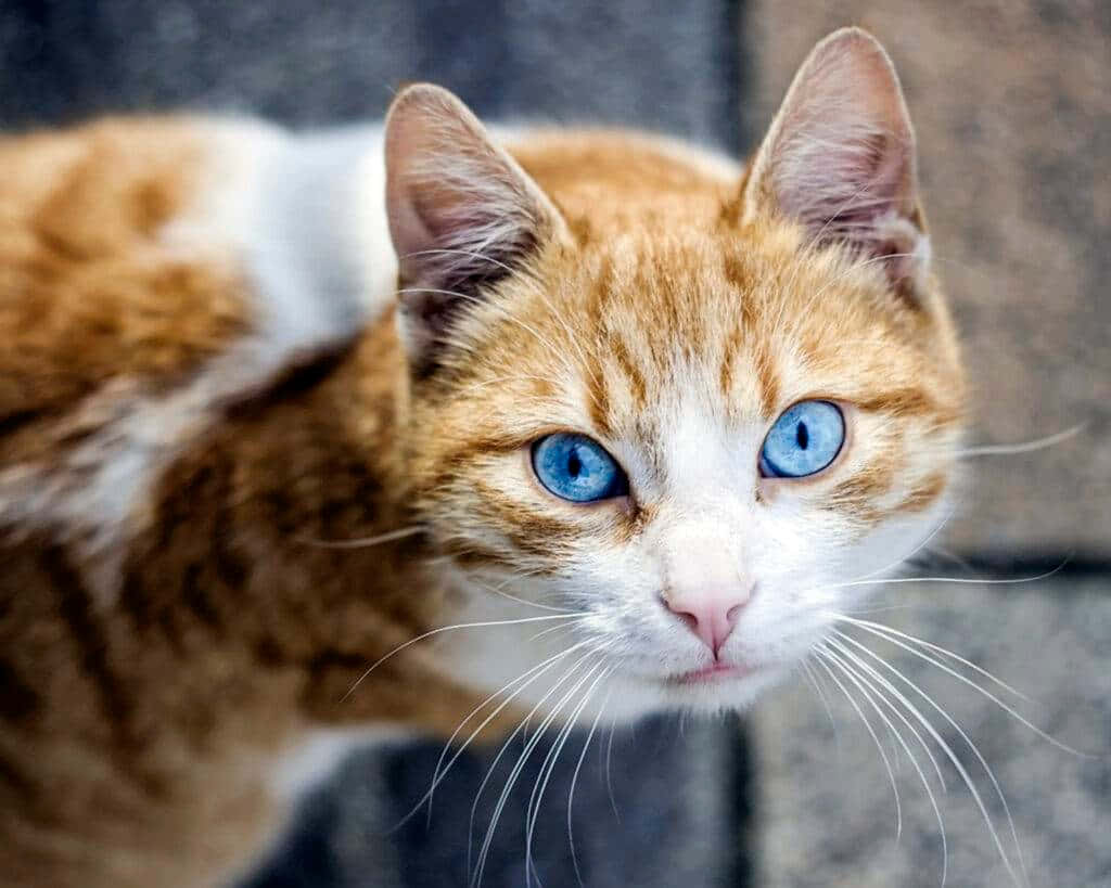 Ojos Azules Cat, orange and white cat, striking blue eyes, SD Desktop Wallpaper