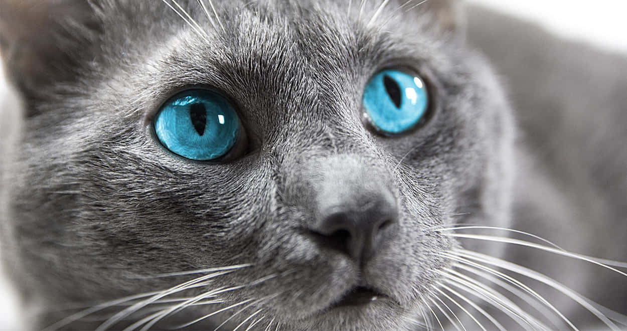 Ojos Azules Cat, gray cat, bright blue eyes, SD Desktop Wallpaper