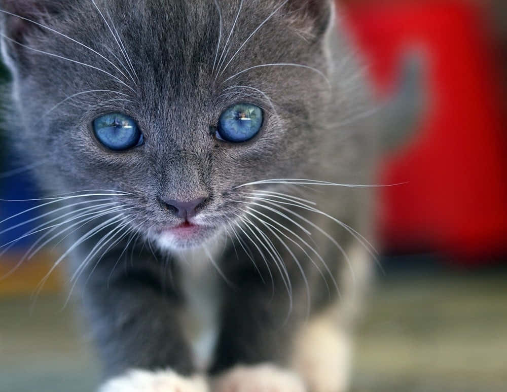 Ojos Azules Cat, gray kitten, blue eyes, SD Desktop Wallpaper