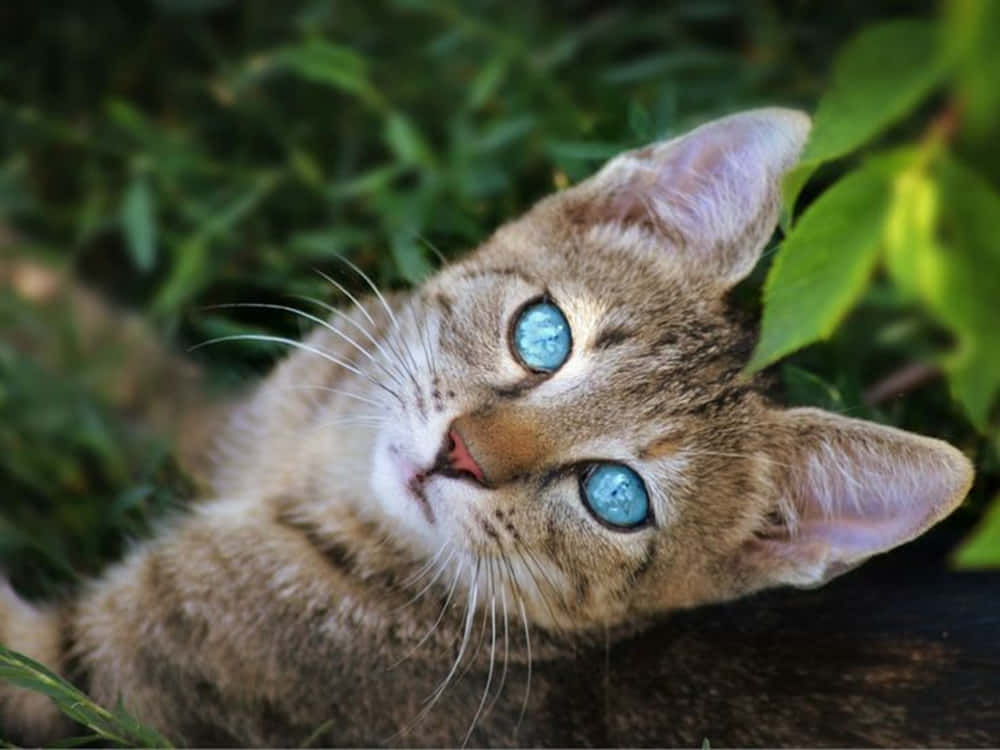 Ojos Azules Cat, tabby kitten, striking blue eyes, SD Desktop Wallpaper
