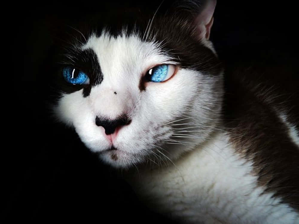 Ojos Azules Cat, black and white cat, striking blue eyes, SD Desktop Wallpaper