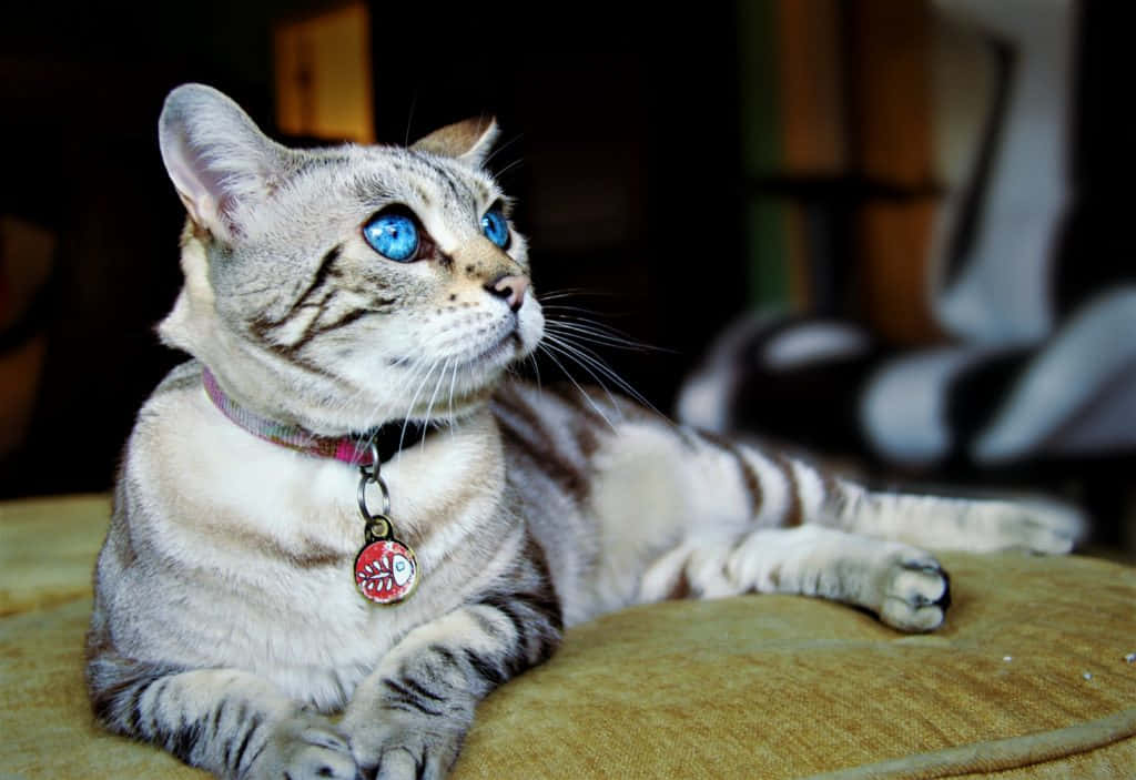 Ojos Azules Cat, silver tabby, blue eyes, SD Desktop Wallpaper
