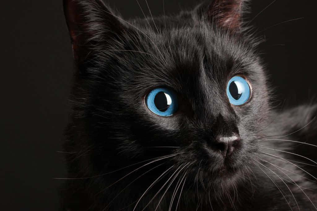 Ojos Azules Cat, black cat, bright blue eyes, SD Desktop Wallpaper