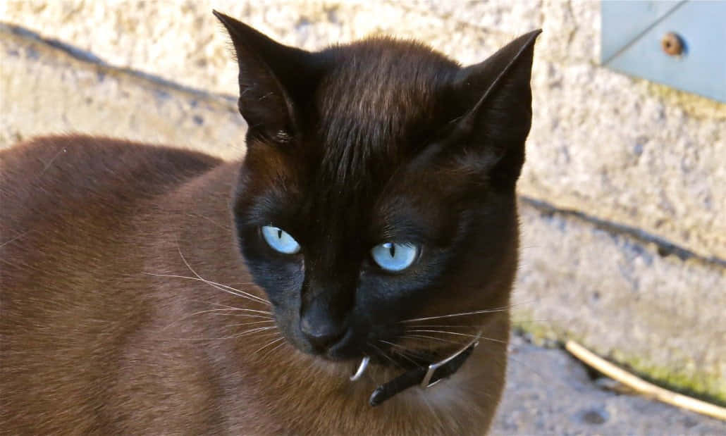 Ojos Azules Cat, blue eyes, brown cat, SD Desktop Wallpaper