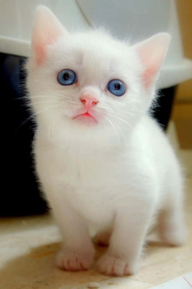 Ojos Azules Cat, fluffy white kitten, striking blue eyes, SD Phone Wallpaper