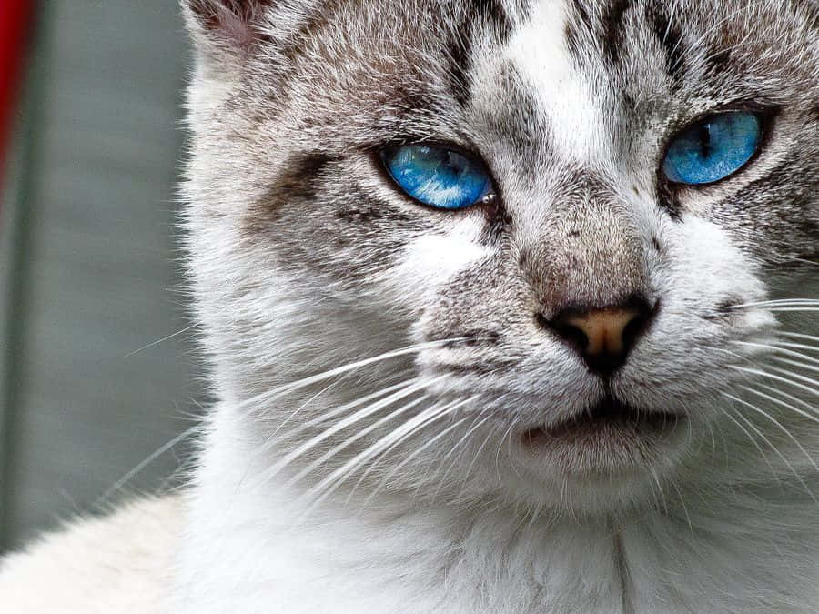 Ojos Azules Cat, blue eyes, gray tabby markings, SD Desktop Wallpaper