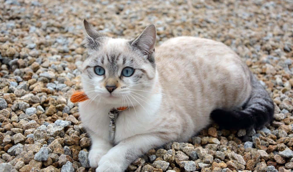 Ojos Azules cat, deep blue eyes, white chest, SD Desktop Wallpaper