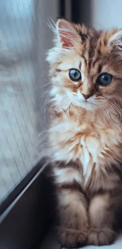 fluffy tabby kitten, striking blue eyes, window, SD Phone Wallpaper
